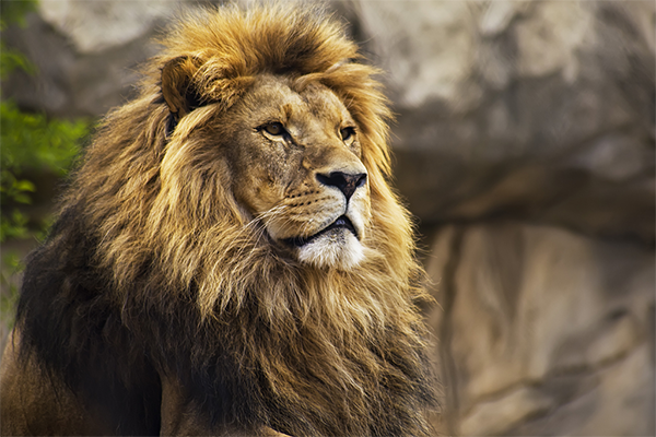 مواطنون بتيزي وزو يبلغون السلطات عن وجود أسد بمنطقتهم