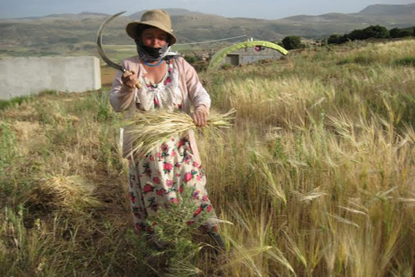 أوراسية أمّ لثمانية أبناء تبهر الصائمين في باتنة