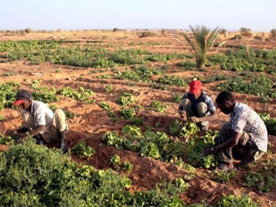 Production nationale de céréales