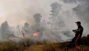 الحرائق تقضي على 300 هكتار من غابة تاجموت ببسكرة