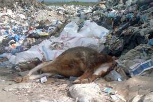 شاطئ أوقاس ببجاية يتحول إلى مفرغة عشوائية