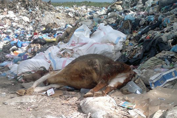 شاطئ أوقاس ببجاية يتحول إلى مفرغة عشوائية