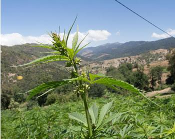 Le royaume continue de 