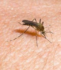 « La souche n'existe pas en Algérie », souligne le ministère de la Santé