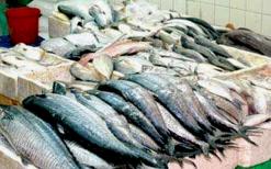 حجم الصادرات نحو أوروبا تجاوز 700 طن من السمك الأبيض              قيمة صادرات الأسماك تفوق 2.6 مليون أورو بوهران