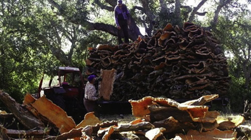 L'industrie du liège en difficulté