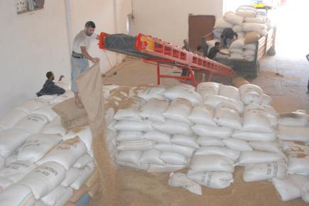 منتجو الحبوب بمعسكر يخفضون إنتاجهم تفاديا لمعاناتهم في التخزين