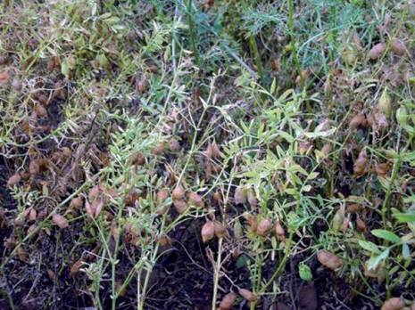 La culture des lentilles en point de mire