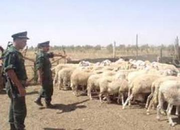تفكيك شبكة لسرقة المواشي بأولاد ماضي بالمسيلة