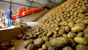 غياب هياكل التبريد والتخزين يهدد منتوج البطاطا بغليزان