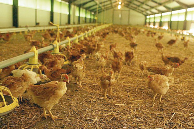 L'avenir de l'aviculture menacé à Aïn Touta