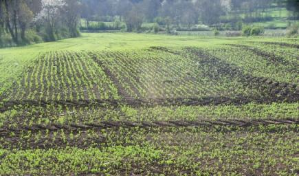 توقع إنتاج 3 آلاف قنطار من العدس بسوق أهراس