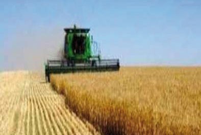 Une prévision optimiste pour la récolte des lentilles