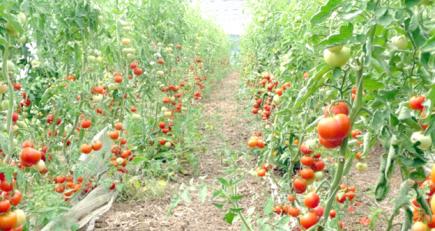 تراجع مساحات الطماطم بنسبة 40 بالمائة في عنابة السنة الجارية