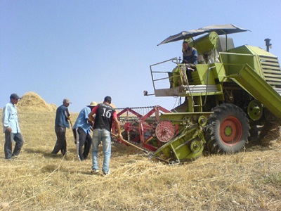 توقع تحصيل 400 ألف قنطار من القمح ببرج بوعريريج