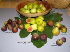 في طبعتها التاسعة بمشاركة أزيد من مائة فلاح تدوم يومين              بلدية بني معوش ببجاية تحيي تظاهرة عرس التين أواخر هذا الشهر