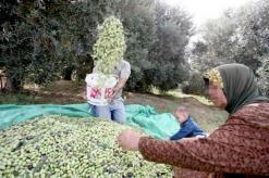 فلاحو بجاية استبشروا بمردود هام هـذه السنة               التويزة.. الطريقة المثلى لجمع الزيتون بمنطقة القبائل