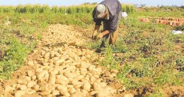 إنتاج 523.450 قنطار من البطاطا غير الموسمية بورقلة