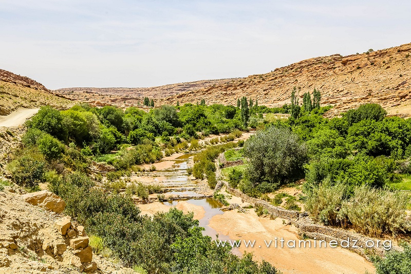 El Ghicha à Laghouat : une oasis, un atout et des atours