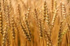 عقب موجة البرَد التي مست أم البواقي              تلف 10 آلاف هكتار من الحبوب  و70 هكتارا من الأشجار المثمرة