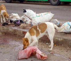 أصبحت تشكل خطرا حقيقيا بالمدن والأرياف               انتشار خطير للكلاب الضالة المفترسة   ببلديات سطيف