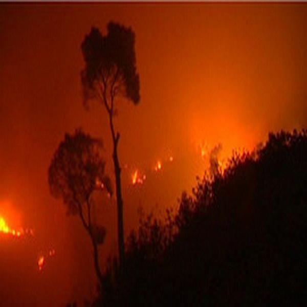 24 feux de forêts détruisent plus de 199 hectares en 24 heures