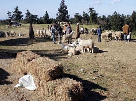 Protection de la steppe à Aïn-Dheb : Comment régénérer l'espace sans dommages collatéraux ?