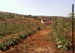 لم يستفيدوا من أية حصة منذ سبتمبر 2010              احتجاج أزيد من ألفي فلاح للمطالبة بمياه السقي بالمحمدية في معسكر