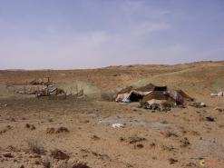 حياتهم بسيطة معتمدة على ما تجود به مشياتهم              البدو الرحل بالبيض يتحدون قساوة الطبيعة ويتشبثون بالعادات