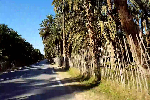 أشجار نخيل وعشب أخضر بالملايير يقتلها العطش والإهمال ببسكرة