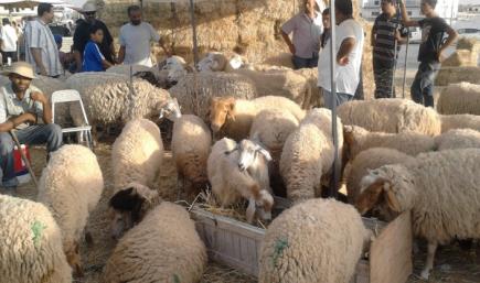 مربو الماشية ببلدية بئر الجير بوهران يطالبون بتوفير الوعاء العقاري لتربية الماشية