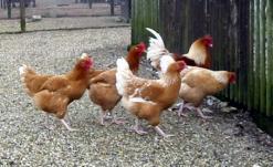 روائح كريهة وأمراض خطيرة تهدد آلاف السكان بسطيف               انتشار غير طبيعي للمداجن والإسطبلات وسط التجمعات السكنية