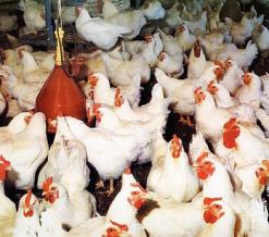 للتحكم في أسعار اللحوم البيضاء وتنظيم السوق              وزارة الفلاحة تدرس مسألة إنشاء ديوان وطني لفرع الدواجن