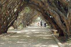 الإقبال الكبير تزامن مع عطلة الربيع              حديقة التجارب بالحامة في العاصمة تستقبل 8 آلاف زائر يوميا