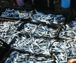 قال إن الولاية صدّرت ما قيمته مليون دولار من الأسماك              مدير الصيد والموارد الصيدية لمستغانم يدعو رجال الأعمال إلى الاستثمار في تربية المائيات