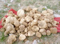 إنتاجها سجل انخفاضا محسوسا خلال الموسم الجاري              جمع ثمرة “الترفاس” يستهوي الكثير من سكان الأغواط