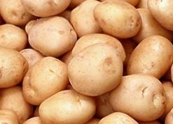 تسجيل تحسن في تربية النحل وإنتاج العسل بسطيف              زراعة 2000 هكتار من البطاطا وتوقع إنتاج 350 قنطار في الهكتار الواحد