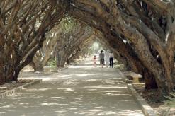 الإقبال الكبير تزامن مع عطلة الربيع              حديقة التجارب بالحامة في العاصمة تستقبل 8 آلاف زائر يوميا