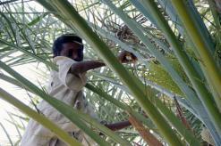 تلقيح النخيل بالمنيعة في غرداية              مهنة الآباء والأجداد.. لكنها لا تخلو من المخاطر