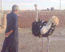 لرد الاعتبار لهذا الطائر المهدد بالإنقراض              حسين يعيد ”حرفة” تربية النعام بتندوف إلى الواجهة