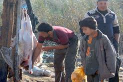 يعرّضون صحة المستهلك للخطر              ذبح وبيع اللحوم وسط القمامة بالجلفة