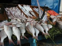 تساهم في رفع الإنتاج               استحداث 6 مناطق لتربية الأسماك والقشريات بعنابة