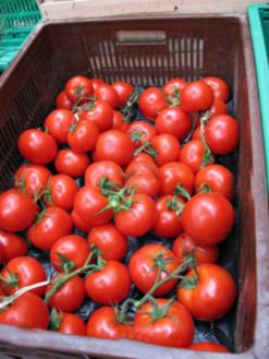 بعد التدني الكبير الذي عرفته في السنوات الأخيرة                استئناف زراعة الطماطم الصناعية بالطارف خلال العام الجاري