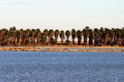 أغلبها أصناف قادمة من أوروبا               بحيرات الوادي تستقبل 2500 طائر مهاجر