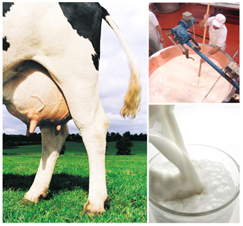 Algérie - Filière lait : Une facture plus importante malgré les subventions