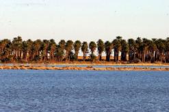 أغلبها أصناف قادمة من أوروبا               بحيرات الوادي تستقبل 2500 طائر مهاجر