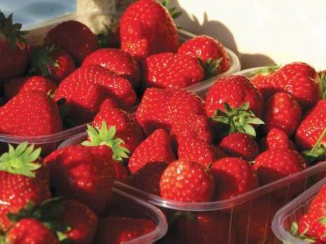 Faut-il «doper» chimiquement la fraise de Skikda '