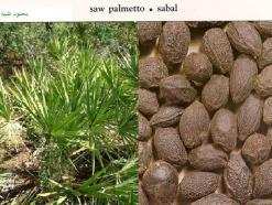 للتخفيف من العـوز               الثمار البرية والأعشاب تجارة موسمية بالجلفة