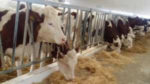 باعتماد 18 ملبنة جديدة بغليزان