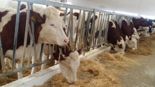 باعتماد 18 ملبنة جديدة بغليزان